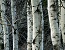 Whole-tree Harvesting Could Boost Biomass Production