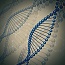 Designer Proteins Form Wires and Lattices on Mineral Surface