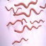 Worm Pheromones Protect Major Crops