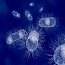 ORNL develops method to customize microbes for better biofuel production