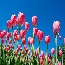 $9 million from DOE, partners to take plant sensing from lab to market