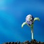 Researchers from Tokyo Tech and Taiwan Tech find efficient way to use surplus glycerol