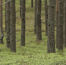 Swedish researcher overcomes challenges of biogas from forestry waste