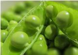 Cleaning water with waste from pea processing