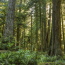Golden goose of the forest