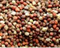 Researchers develop enzyme from mustard seed waste for laundry detergent