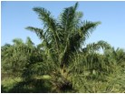 Eco-friendly biodiesel from palm oil?