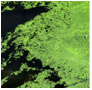 Using Wastewater To Produce a Better Algae for Biofuels