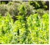 Dual-purpose hemp cultivars have best biofuel potential